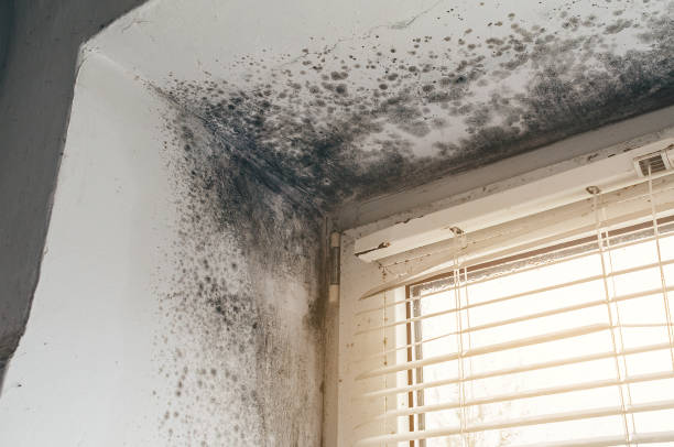 Affordable Mold Removal solutions in Okemos, MI